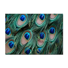 Peacock-feathers,blue2 Sticker A4 (100 Pack) by nateshop