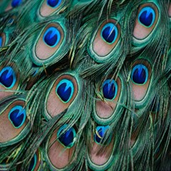 Peacock-feathers,blue2 Play Mat (square) by nateshop