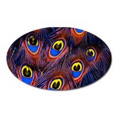 Peacock-feathers,blue,yellow Oval Magnet by nateshop