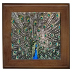 Peacock-feathers1 Framed Tile by nateshop