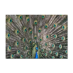 Peacock-feathers1 Sticker A4 (100 Pack) by nateshop