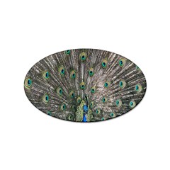 Peacock-feathers1 Sticker Oval (100 Pack) by nateshop