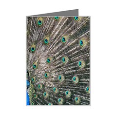 Peacock-feathers1 Mini Greeting Card by nateshop