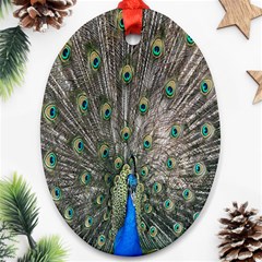 Peacock-feathers1 Oval Ornament (two Sides) by nateshop