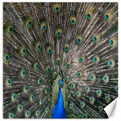 Peacock-feathers1 Canvas 12  X 12  by nateshop