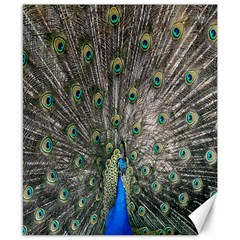 Peacock-feathers1 Canvas 8  X 10  by nateshop