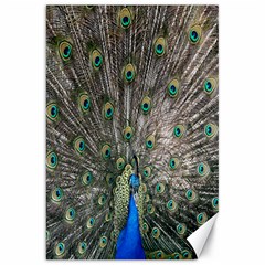 Peacock-feathers1 Canvas 20  X 30  by nateshop