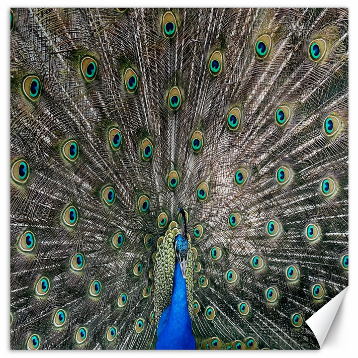 Peacock-feathers1 Canvas 20  x 20 