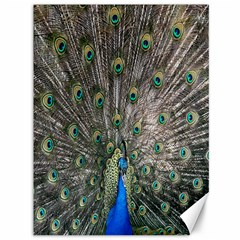 Peacock-feathers1 Canvas 36  X 48  by nateshop