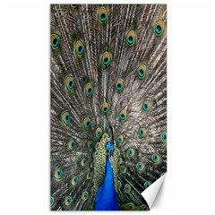 Peacock-feathers1 Canvas 40  X 72  by nateshop