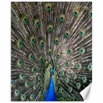 Peacock-feathers1 Canvas 11  x 14  10.95 x13.48  Canvas - 1