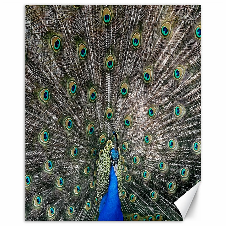 Peacock-feathers1 Canvas 11  x 14 