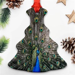 Peacock-feathers1 Ornament (christmas Tree)  by nateshop