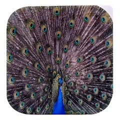 Peacock-feathers1 Stacked Food Storage Container by nateshop