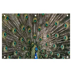 Peacock-feathers1 Banner And Sign 6  X 4  by nateshop