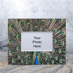 Peacock-feathers1 White Tabletop Photo Frame 4 x6  by nateshop