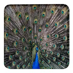 Peacock-feathers1 Square Glass Fridge Magnet (4 Pack) by nateshop