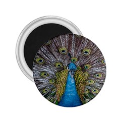 Peacock-feathers2 2 25  Magnets by nateshop