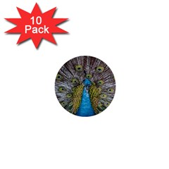 Peacock-feathers2 1  Mini Buttons (10 Pack)  by nateshop