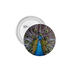 Peacock-feathers2 1 75  Buttons by nateshop