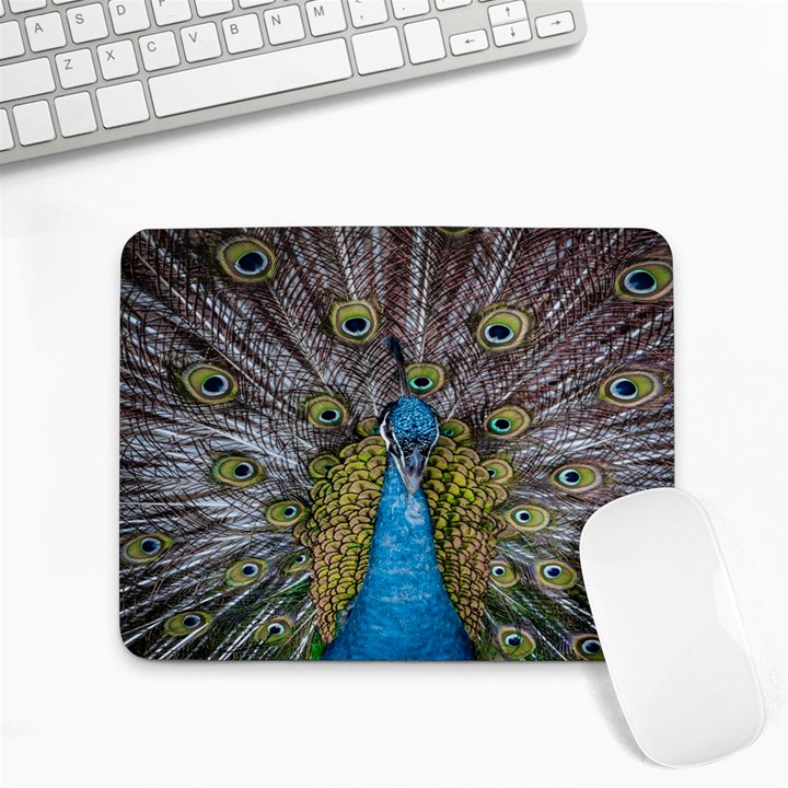 Peacock-feathers2 Small Mousepad