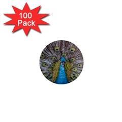 Peacock-feathers2 1  Mini Magnets (100 Pack)  by nateshop