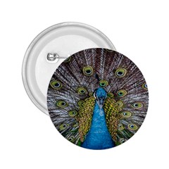 Peacock-feathers2 2 25  Buttons by nateshop