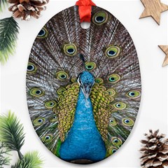 Peacock-feathers2 Ornament (oval) by nateshop