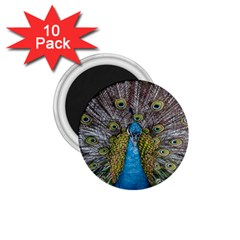 Peacock-feathers2 1 75  Magnets (10 Pack)  by nateshop