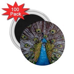 Peacock-feathers2 2 25  Magnets (100 Pack)  by nateshop