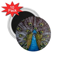 Peacock-feathers2 2 25  Magnets (10 Pack)  by nateshop