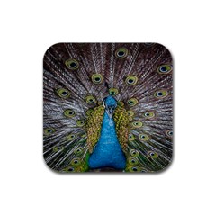 Peacock-feathers2 Rubber Square Coaster (4 Pack) by nateshop