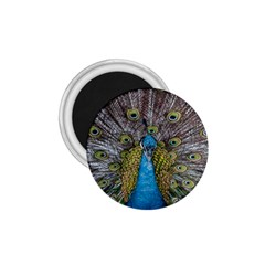 Peacock-feathers2 1 75  Magnets by nateshop