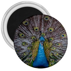 Peacock-feathers2 3  Magnets by nateshop