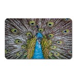 Peacock-feathers2 Magnet (Rectangular) Front