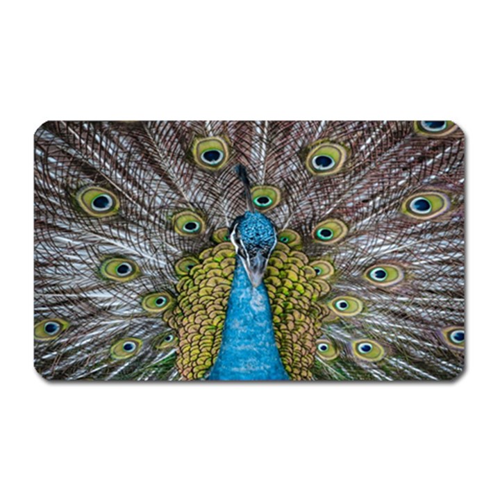 Peacock-feathers2 Magnet (Rectangular)