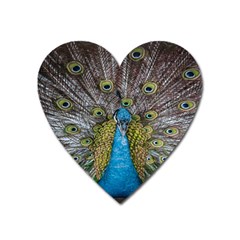 Peacock-feathers2 Heart Magnet by nateshop