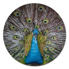 Peacock-feathers2 Magnet 5  (round) by nateshop