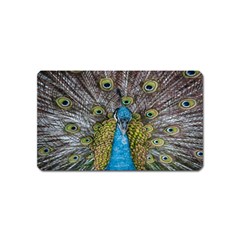 Peacock-feathers2 Magnet (name Card) by nateshop