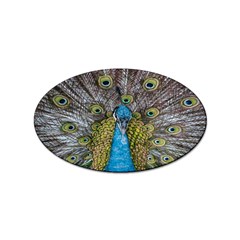 Peacock-feathers2 Sticker (oval)