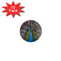 Peacock-feathers2 1  Mini Magnet (10 Pack)  by nateshop