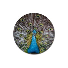 Peacock-feathers2 Magnet 3  (round) by nateshop