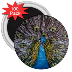 Peacock-feathers2 3  Magnets (100 Pack) by nateshop