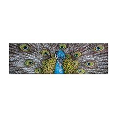 Peacock-feathers2 Sticker Bumper (10 Pack) by nateshop