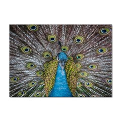 Peacock-feathers2 Sticker A4 (100 Pack) by nateshop