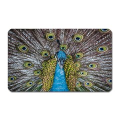 Peacock-feathers2 Magnet (rectangular) by nateshop