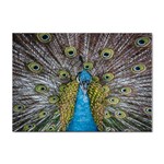 Peacock-feathers2 Sticker A4 (10 pack) Front