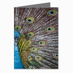 Peacock-feathers2 Greeting Card by nateshop