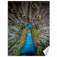 Peacock-feathers2 Canvas 36  X 48  by nateshop