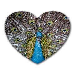 Peacock-feathers2 Heart Mousepad